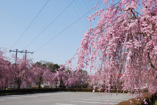 ひばらさん　高根沢町