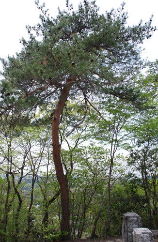 ひばらさん　大谷寺　御止山