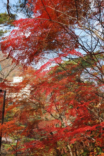 ひばらさん　鬼怒川温泉