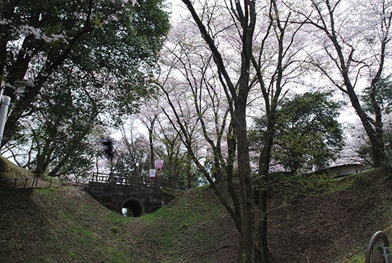 ひばらさん　大田原　桜