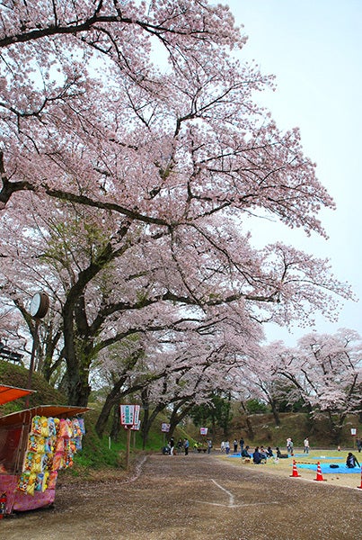 ひばらさん　大田原　桜