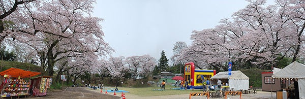 ひばらさん　大田原　桜